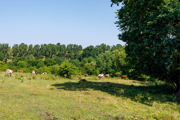 Koeienhoeden in het landschap van Viscri Roemenië - Foto, afbeelding