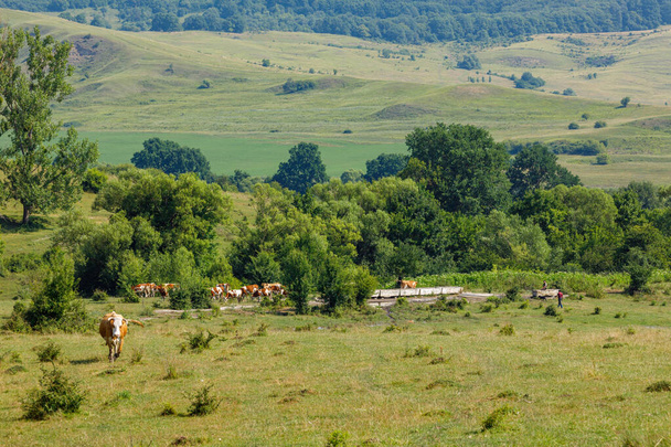 Cow herding in the landscape of Viscri Romania - Photo, Image