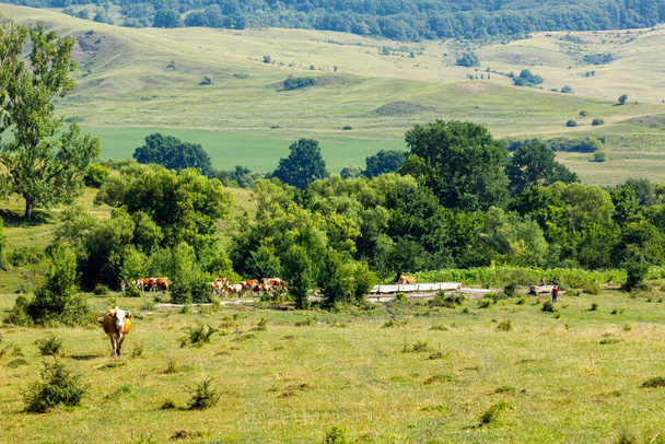 Cow herding in the landscape of Viscri Romania - Photo, Image