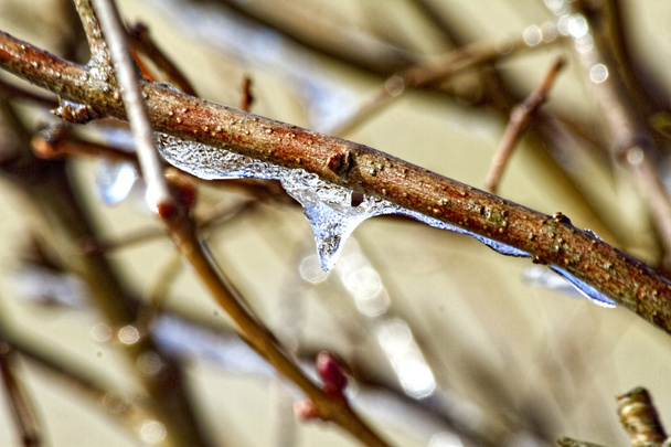 Aderência de gelo a ramos
 - Foto, Imagem