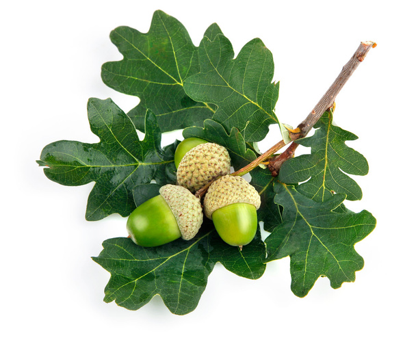 Frutti di ghianda verde con foglie
 - Foto, immagini