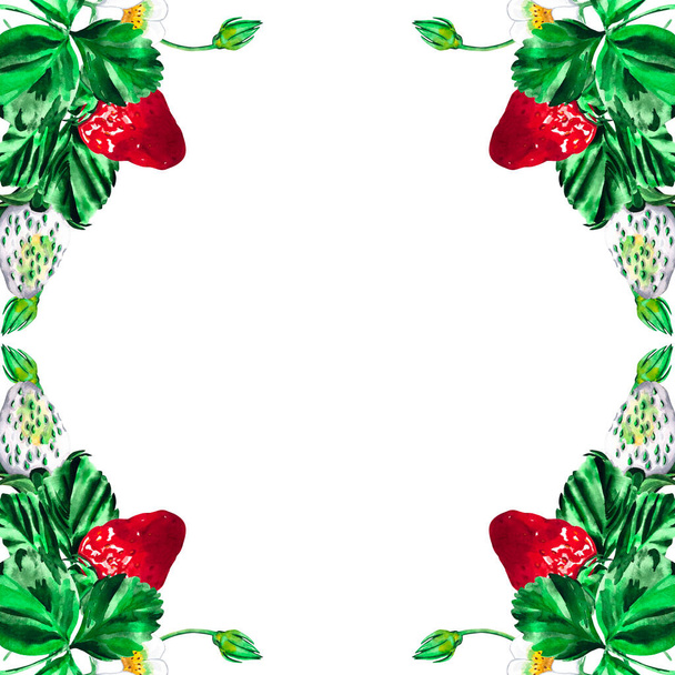 イチゴの果実、葉のあるビクトリア。手描き水彩植物イチゴの茂み。白い背景にあなたのデザインのフレーム. - 写真・画像