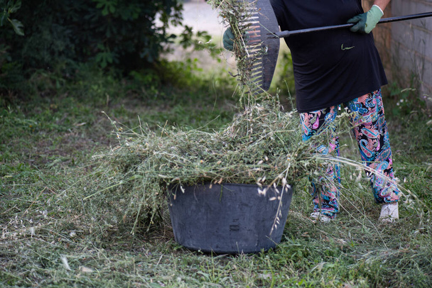 femme ramassant l'herbe râpée et la mettant dans un seau, pantalon en cachemire coloré, pantoufles blanches, espace extérieur rustique - Photo, image
