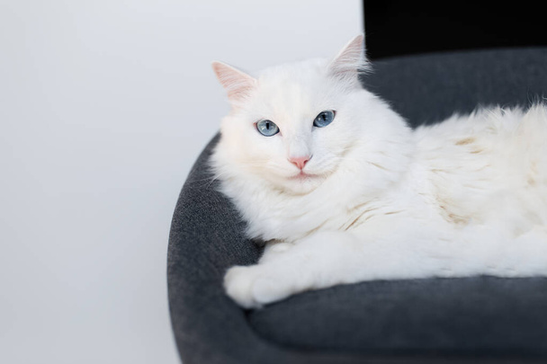 Nahaufnahme einer weißen, flauschigen Katze mit blauen Augen, die auf einem weichen Stuhl liegt. - Foto, Bild