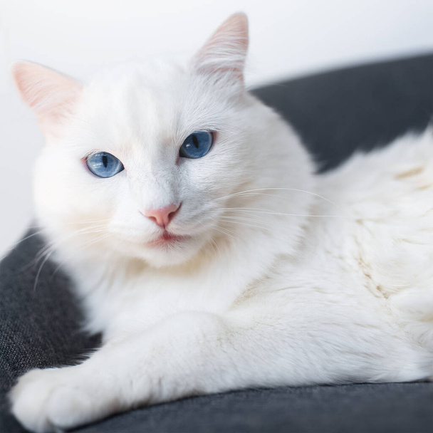 Nahaufnahme Porträt einer flauschigen weißen Katze mit blauen Augen, die auf einem weichen Stuhl liegt. - Foto, Bild