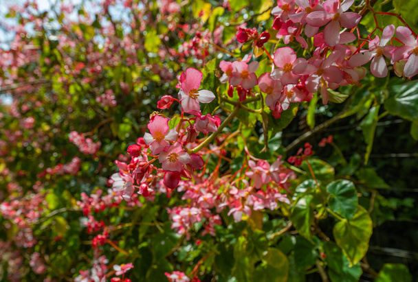 begonia flores de cerca - Foto, Imagen