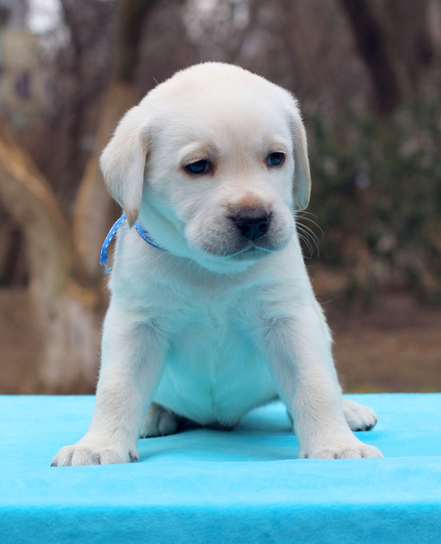 un cachorro labrador sobre fondo azul
 - Foto, Imagen