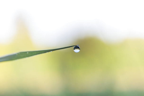 Tiny drops of water on the pointed leaves of a sedge on the bank of a stream - Photo, Image