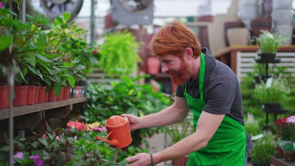 One young employee of Flower Shop watering plants on shelf aisle. A male redhead staff wearing green apron using water can working at local business store - Photo, Image