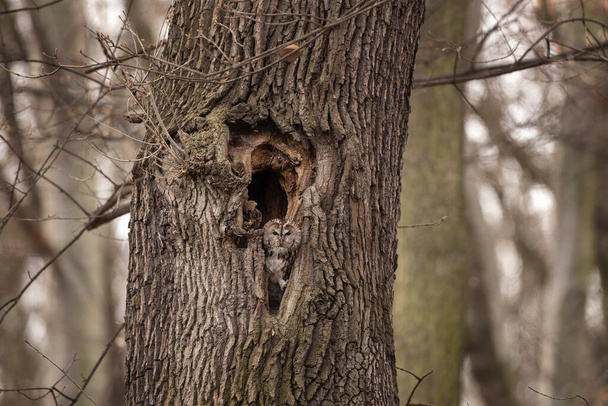 Сова Тони выглядывает из ямы. Совы в зимнем лесу. Тайный хищник в шкуре. Европейская природа.  - Фото, изображение