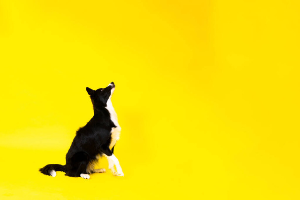 Happy black dog border collie portrait on a yellow and red background - Photo, Image
