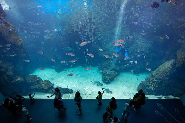 Taoyuan, Tajvan - 2022. július 06.: Xpark Akvárium Tajvanon - Fotó, kép