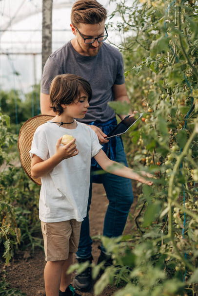 Boy and his father are checking on cherry tomatoes in the greenhouse. - Fotoğraf, Görsel