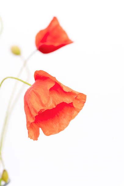 Red Poppy flower isolated on white background. Closeup. - 写真・画像