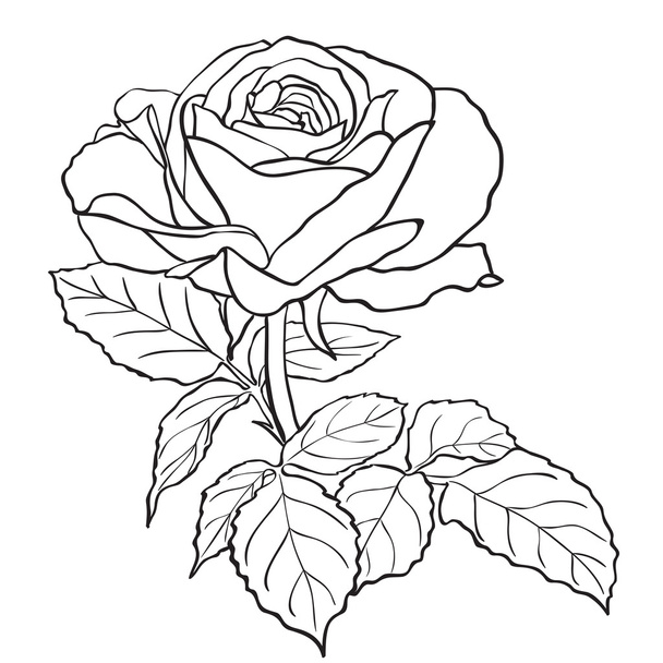 Sketch rose branch - Vector, Image