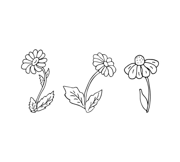 Insieme vettoriale di fiori, illustrazione botanica, elementi floreali isolati, illustrazione disegnata a mano. - Vettoriali, immagini