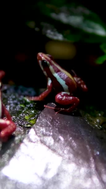 Grenouille venimeuse fantasmatique ou grenouille venimeuse fantasmée Epipedobates tricolore endémique de l'Équateur et connue dans les versants andins du centre de l'Équateur Province Vancouver Aquarium, BC, Canada - Séquence, vidéo