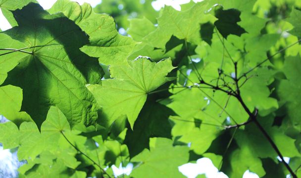 Verschwommener Ast des Ahornbaums mit grünen Blättern, die durch das Sonnenlicht scheinen  - Foto, Bild