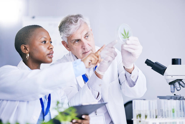 Scientist, team and analysis of marijuana leaf, science study for medical research and ecology in lab. Man, woman with weed plant in petri dish, check cannabis test sample and scientific experiment. - Photo, Image