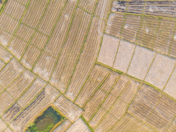 Aerial view rice soil prepare paddy rice plantation agricultural industry - Zdjęcie, obraz