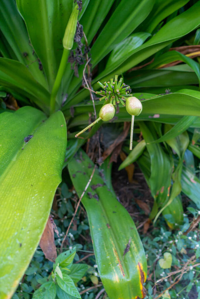 Tacca leontopetaloides (Біла кажаняча рослина) насіння, листя та фрукти.. - Фото, зображення