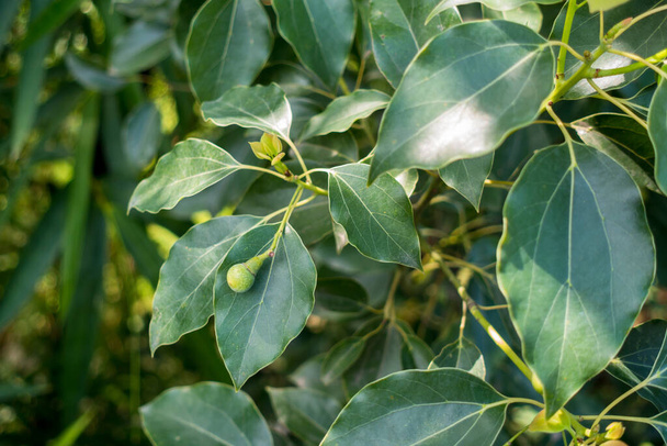 Cinnamomum camphoraの葉と種子、一般的にCamplusとして知られています。ウッタラーカンド・インディア. - 写真・画像