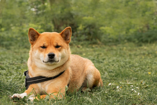 Ein heiterer Moment der Hundekameradschaft, als der Shiba Inu auf dem Gras ruht und sehnsüchtig auf die Rückkehr seines Besitzers unter der warmen Sommersonne wartet. - Foto, Bild