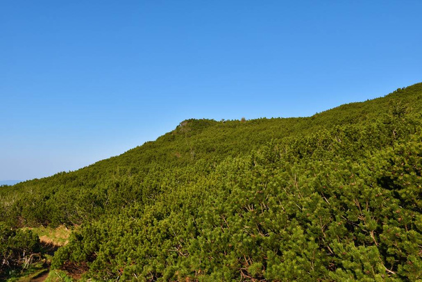 Stoki górskie pokryte sosną mugo (Pinus mugo) - Zdjęcie, obraz