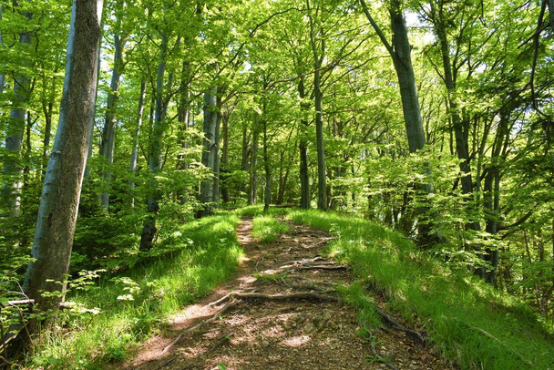 Trail leading through a temperate, deciduous broadleaf beech (Fagus sylvatica) forest - Fotó, kép