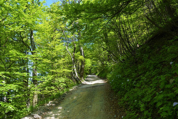 Gravel road leading through a forest to Mrzlica - Zdjęcie, obraz