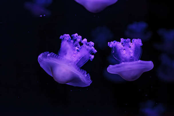 underwater shooting of beautiful Cotylorhiza tuberculata close up - Foto, Bild