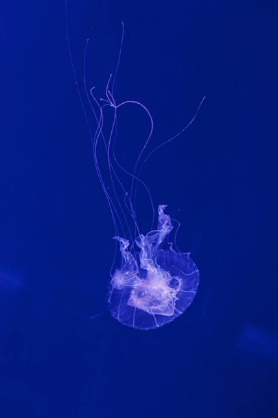 underwater shooting of beautiful Amakusa Jellyfish small (Sanderia Malayensis) close up - Fotoğraf, Görsel