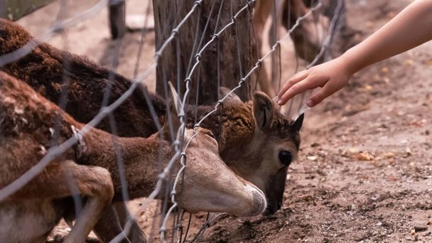 ワイヤー網の塀の後ろの堕落した鹿に手を差し伸べる子供の手. 動物や野生生物に対する愛を育む. 動物を通して自然と子どもをつなぐ. 環境に対する社会的責任. - 写真・画像