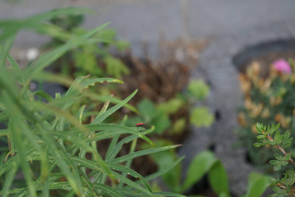 Το κόκκινο σκαθάρι Lilioceris lilii κάθεται σε ένα φύλλο του Lilium regale 'Album' τον Ιούλιο. Η ποικιλία κρίνων και άλλων βολβωδών φυτών Lilioceris lilii είναι ένα είδος σκαθαριού που ανήκει στην οικογένεια των Χρυσομελιδών. Βερολίνο, Γερμανία  - Φωτογραφία, εικόνα