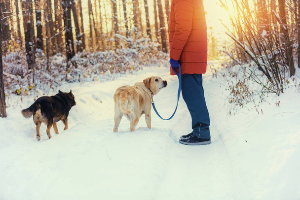 A man with two dogs walks in the winter in a snowy pine forest - Photo, Image