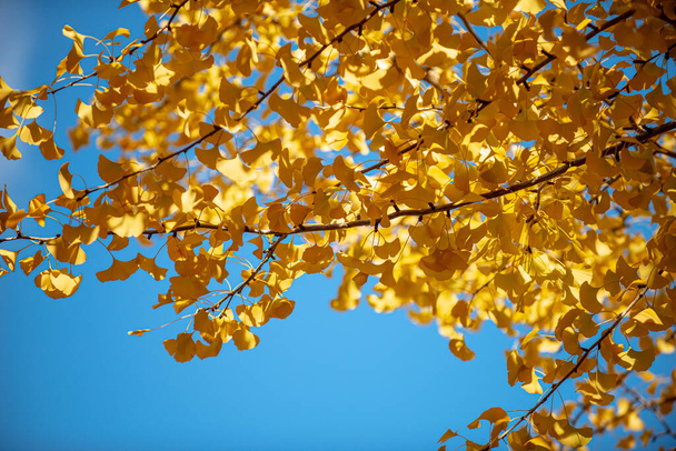 Textura de uma Árvore Gingko Amarela Cria um Fundo impressionante - Foto, Imagem