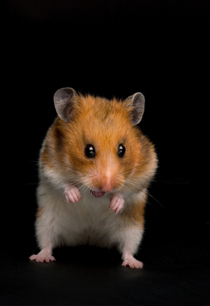 Funny hamster - Photo, Image