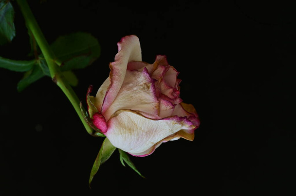 rosa marchita sobre un fondo negro
 - Foto, Imagen