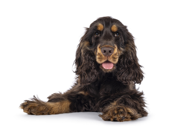 Majestic choc and tan 3 months old Cocker Spaniel dog, laying down facing front. Looking  straight to camera with sweet and droopy eyes. Mouth open, tongue out. Isolated on a white background. - Photo, Image