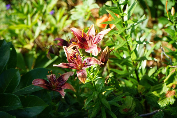 Lilium asijské "Whistler" kvete v červenci v zahradě. Lilium je rod bylinných kvetoucích rostlin vyrůstajících z cibulí, všechny s velkými výraznými květy. Berlín, Německo  - Fotografie, Obrázek