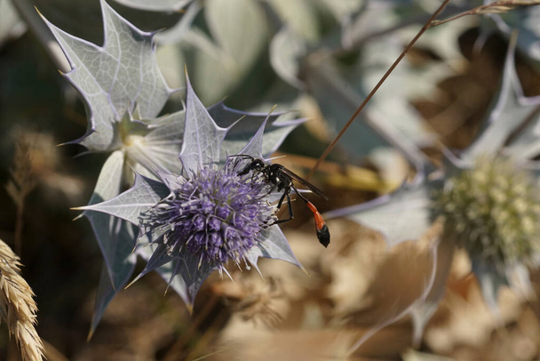 Detailed closeup on the red-banded sand wasp, Ammophila sabulosa on a blue thistle flower - Photo, Image