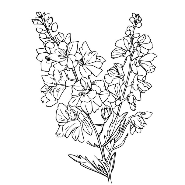 larkspur arranjo buquê de casamento flor Desenhado à mão delphinium buquê vetor esboço ilustração esboço de um buquê de flores e botões. ilustração vetorial isolado em um fundo branco. esboços desenhados à mão para colorir o desenho de adultos - Vetor, Imagem