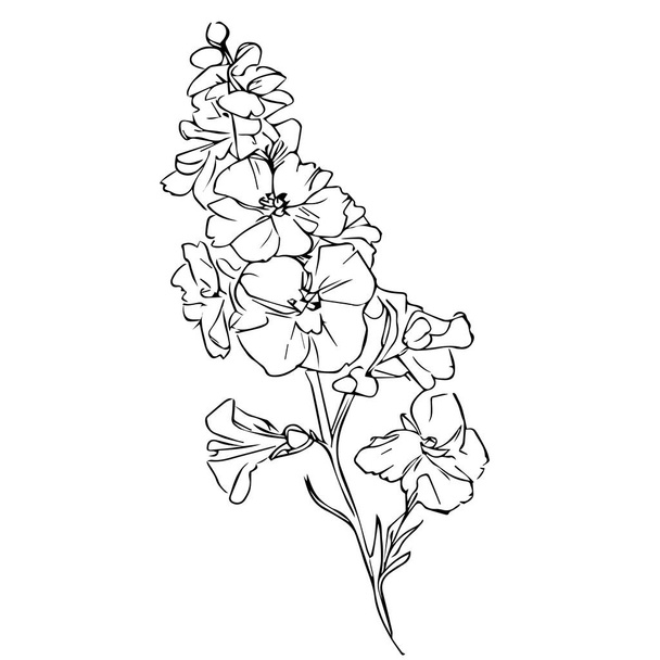 vecteur floral noir et blanc gravé illustration d'encre de fleurs, dessin de fleur de larkspur contour, art d'impression de larkspur, art de fleur de naissance, dessin de ligne de larkspur croquis, tatouage de fleur de naissance de larkspur juillet, comment dessiner la fleur de larkspur - Vecteur, image