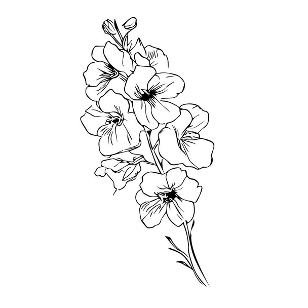 piękny ręcznie rysowane czarno-białe małe minimalistyczne larkspur tatuaż, ołówek delphinium rysunek, zarys larkspur rysunek kwiat, larkspur linii rysunek, tatuaż delphinium kwiat rysunek kwiat z liśćmi. izolowany na białym tle. - Wektor, obraz