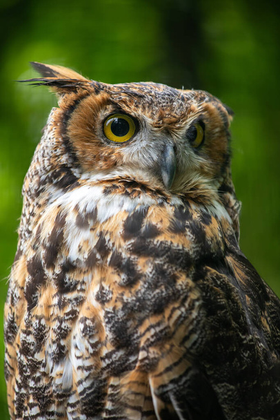 Portrait of Great horned owl, Bubo virginianus, known as the tiger owl  - Photo, Image