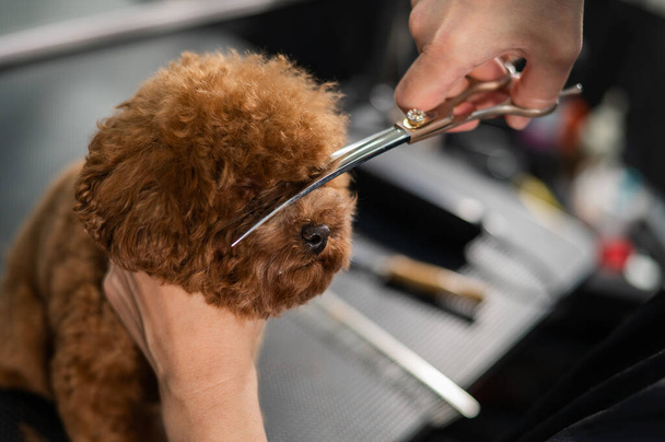 Woman trimming toy poodle with scissors in grooming salon - Valokuva, kuva
