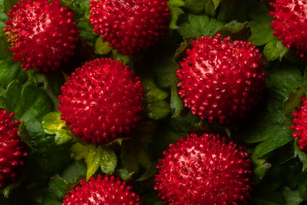 Close-up heldere zomer achtergrond - rode duchesnea bessen, bovenaanzicht. Begrip geneeskrachtige planten. - Foto, afbeelding