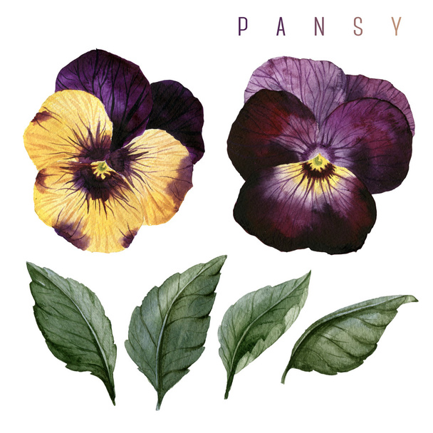 Watercolor Pansy and leaves - Φωτογραφία, εικόνα