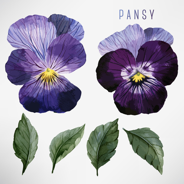 Watercolor Pansy and leaves - Vecteur, image