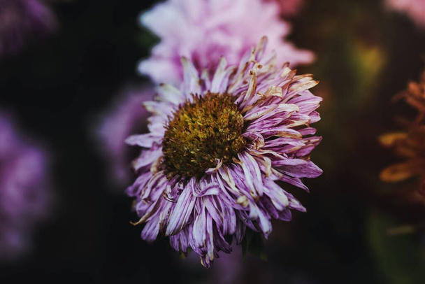 Gesees, Almanya 'da Aster çiçeği - Fotoğraf, Görsel